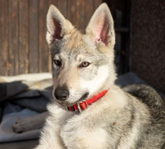 Xena Cor Lupus Ardor